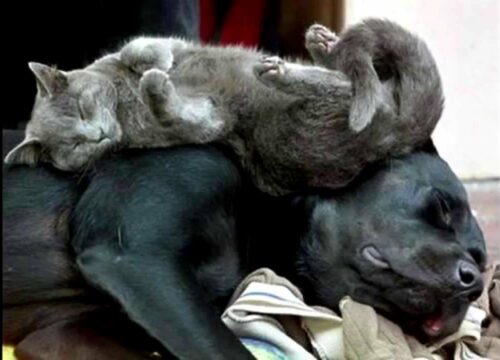 câlin entre un chien gris perle et un gros chien noir proverbes : s'entendre comme chien et chat