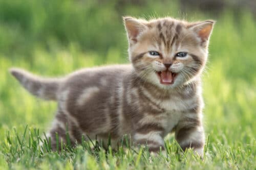 chaton qui miaule dans l'herbe