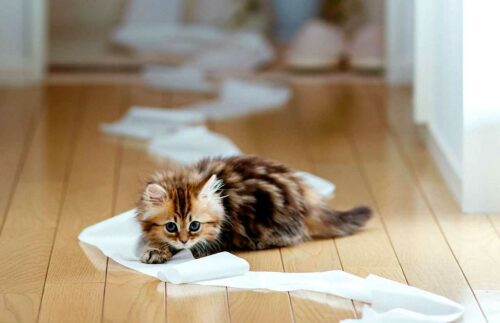 chaton tigré brun et roux qui joue avec un rouleau de papier toilette