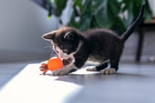 chaton noir et blanc qui joue avec un balle orange