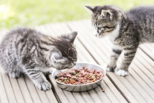 deux chatons tigrés devant une gamelle