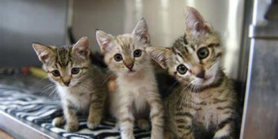 trio de chatons tigrés alignés les uns derrière les autres
