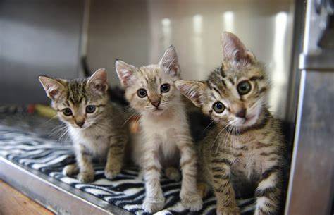 trio de chatons tigrés alignés les uns derrière les autres