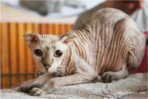 chats sans poils – Levkoy ukrainien
