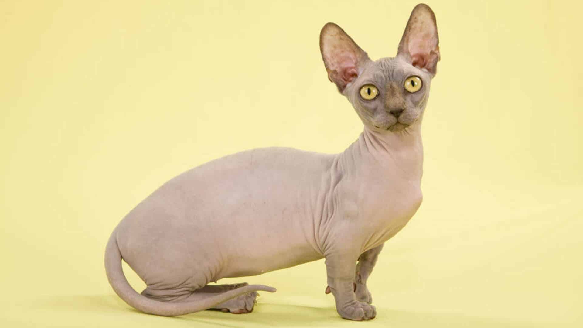 C'est doux les chats sans poils