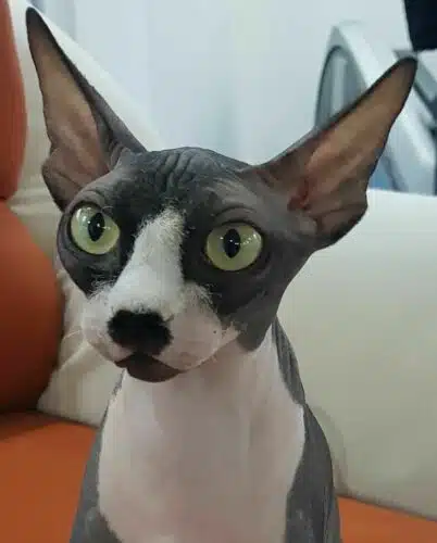 chat Donskoy noir et blanc