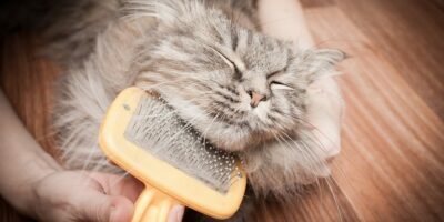 chat gris à poils longs qui se fait brosser sous la tête