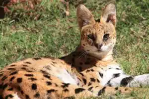 chat serval