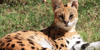 chat serval