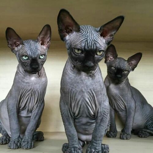 trois chats Donskoy Noirs Chats sans poils