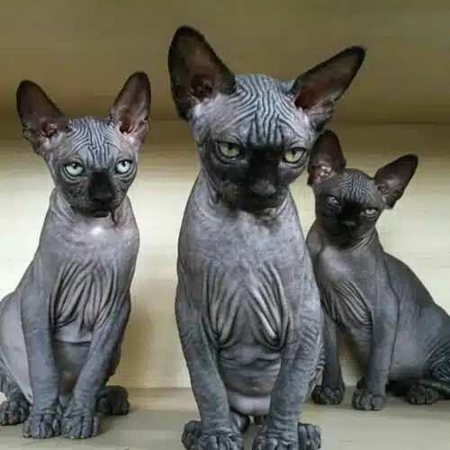 trois chats Donskoy Noirs Chats sans poils