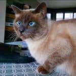 Le chat Siamois : Fiche de race