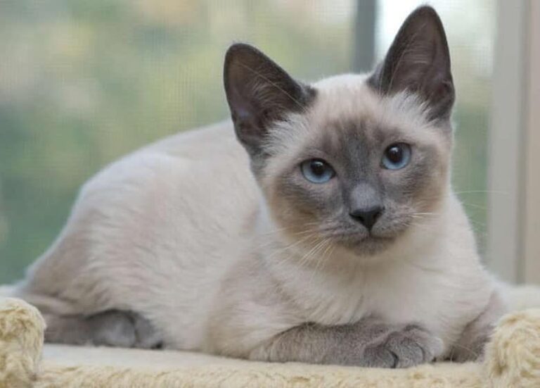 Le chat siamois fiche de race