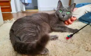 Tarifs Garde de Chat