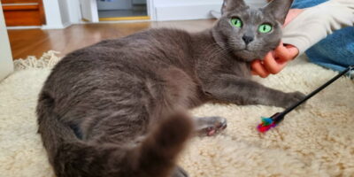 Tarifs Garde de Chat