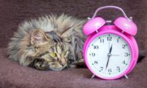Comment mon chat ressent mon absence ?