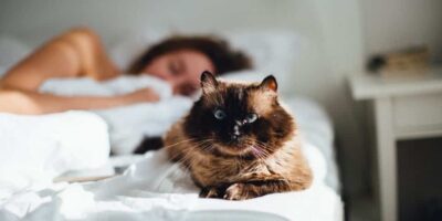 pourquoi mon chat dors avec moi