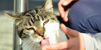 mon chat me lèche