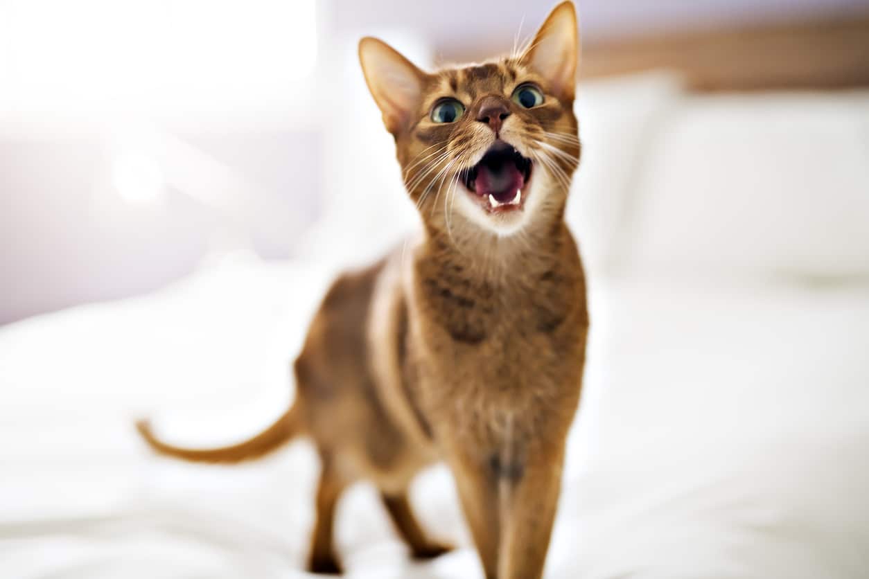 Pourquoi Mon Chat Miaule Pourquoi Mon Chat Miaule