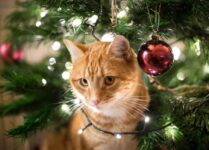 Conseils pour un Noël sans danger pour votre chat