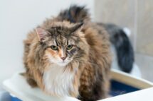 Pourquoi mon chat joue avec sa litière ?