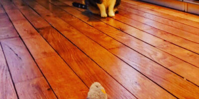 pourquoi mon chat en joue pas ?