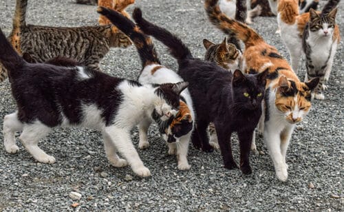 Les associations de protection animale - groupe de chats multicolores