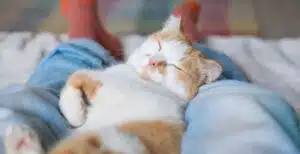 comment faire pour que mon chat ne dorme pas avec moi