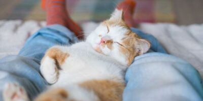 comment faire pour que mon chat ne dorme pas avec moi