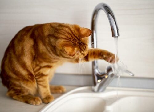 chat qui joue avec son eau