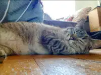 Le sommeil du chat – Juste