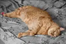 Le sommeil du chat et du chaton : tout ce qu'il faut savoir Le sommeil du chat - TAO