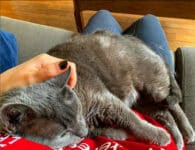 Nouchka et Emilie – Vincennes – avoir una chat les bienfaits pour la santé