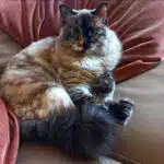 Pourquoi mon chat joue avec sa queue – Noodle 75012