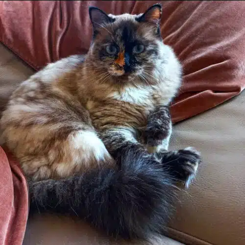 pourquoi mon chat joue avec sa queue
