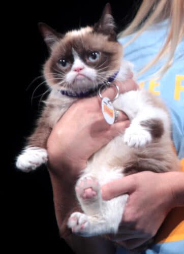 Chats les plus celebres du monde - Grumpy Cat