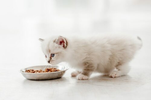 alimentation chaton