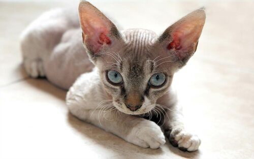 devon rex