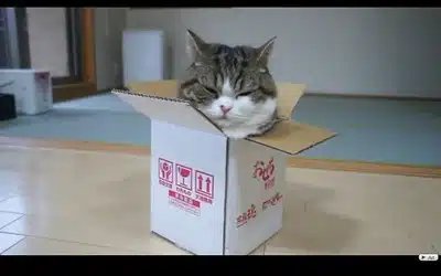 chats les plus celebres du monde - Maru