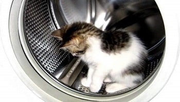doit on laver son chat