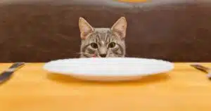 l'alimentation du chat