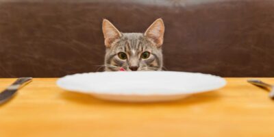 l'alimentation du chat