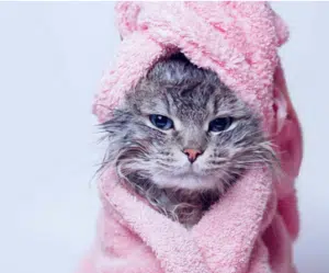 Laver un chat
