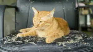 la punition et le chat