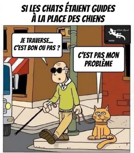 mèmes et illustrations de chats