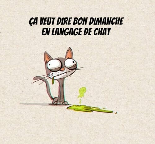 mèmes et illustrations de chats