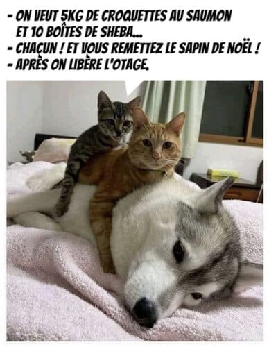 mèmes et illustrations de chats