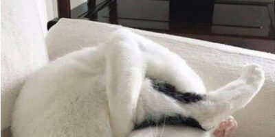 mèmes et illustrations de chats