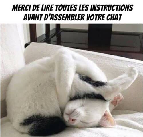 mèmes et illustrations de chats