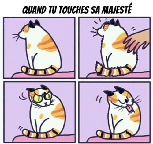 mèmes et illustrations de chats